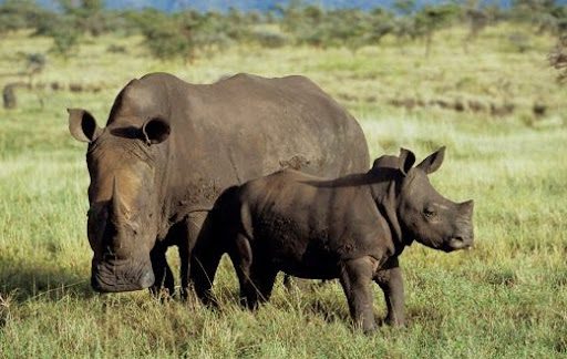 Tusk: Accelerating African-Driven Conservation