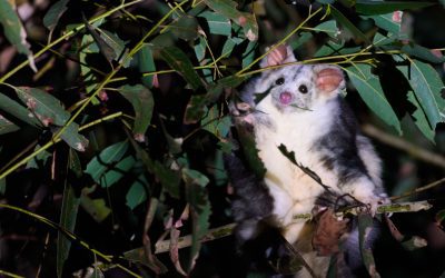 Securing Long-Term Protection for a Valuable Habitat