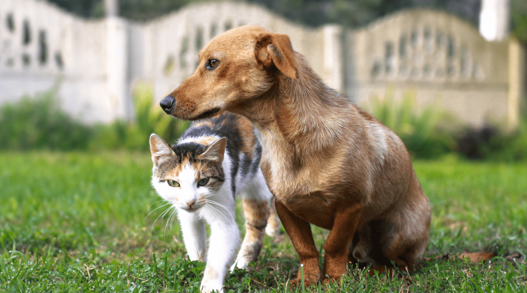 Paw-ssionate about Animal Rights