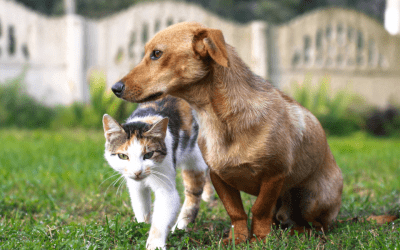 Paw-ssionate about Animal Rights