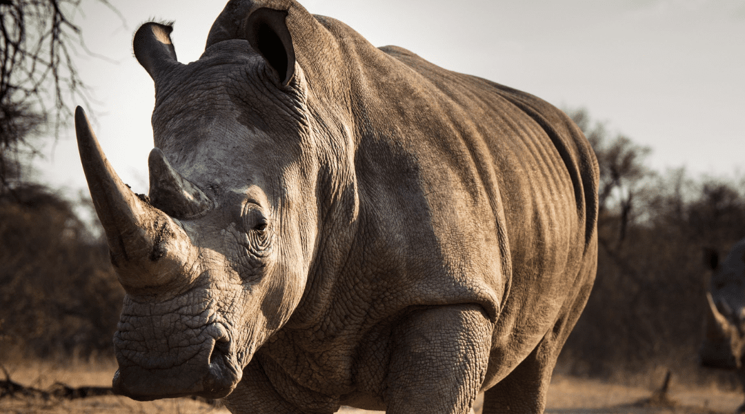 A Conservation Success Story