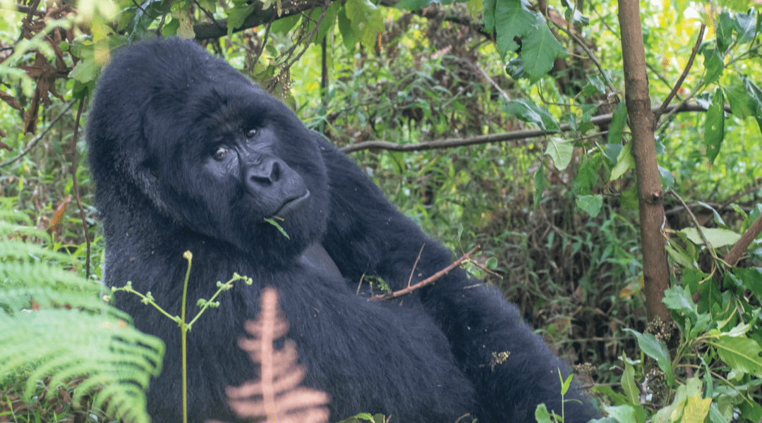 Protecting a Treasure in the Heart of Africa