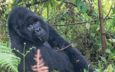 Protecting a Treasure in the Heart of Africa