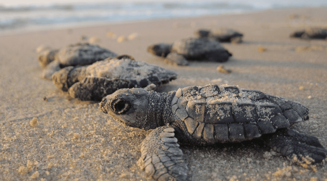 Saving Sea Turtles, A Reason to Shell-ebrate